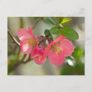 Carte Postale Luminosité de coing rose
