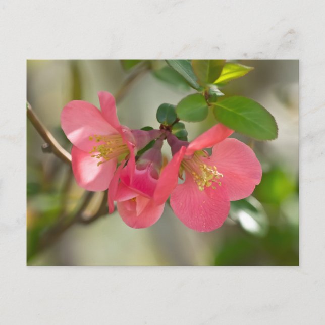 Carte Postale Luminosité de coing rose (Devant)