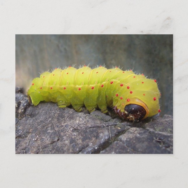 Carte Postale Luna Caterpillar (Devant)