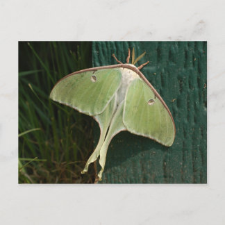 Carte postale Luna Moth.