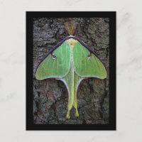 Luna Moth