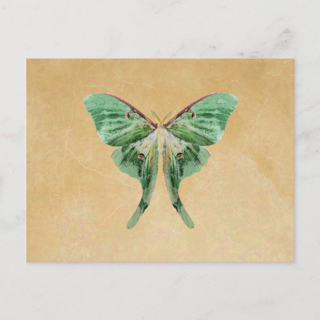 Carte postale Luna Moth (Devant)