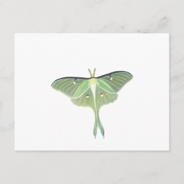 Carte Postale Luna Moth (Devant)