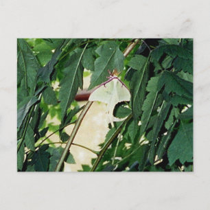 Carte Postale Luna Moth
