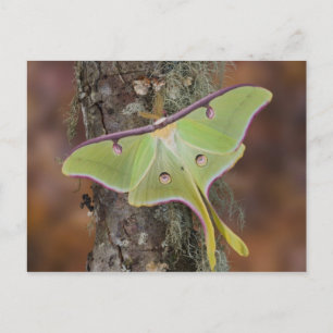 Carte Postale Luna Moth en soie