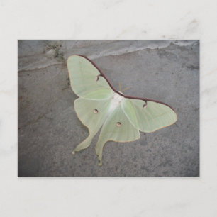 Carte Postale Luna moth gris arrière - plan