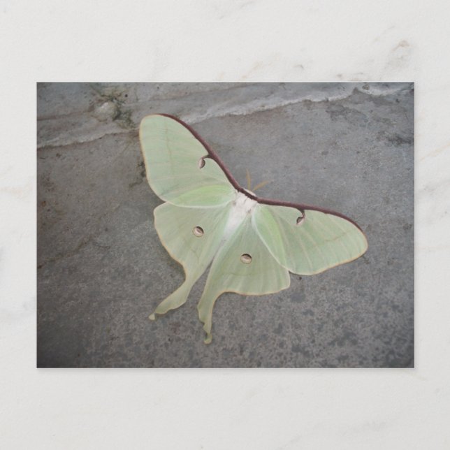 Carte Postale Luna moth gris arrière - plan (Devant)