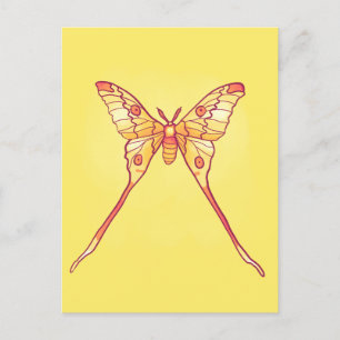 Carte Postale Luna Moth Jaune Orange Cuisine Magique Insecte