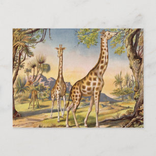 Carte Postale Lunch for a Giraffe