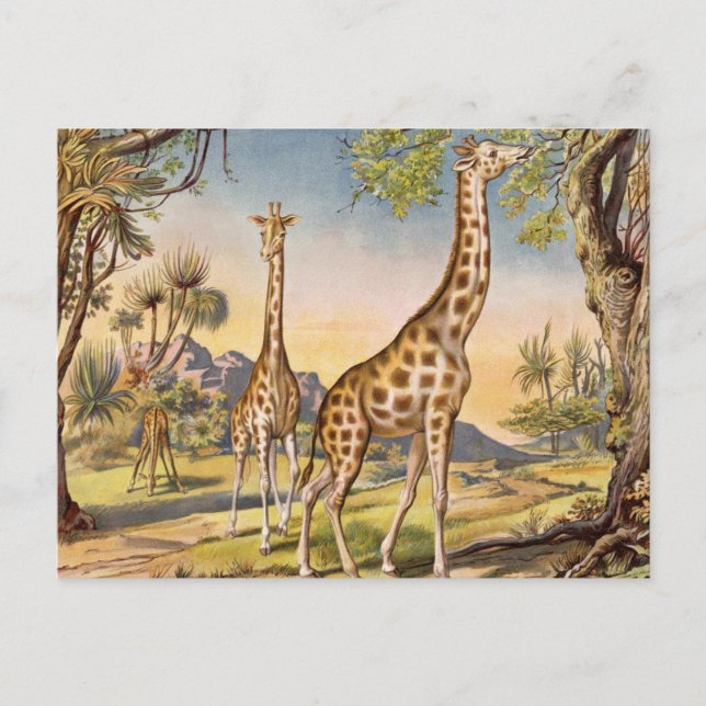 Carte Postale Lunch pour une girafe (Devant)