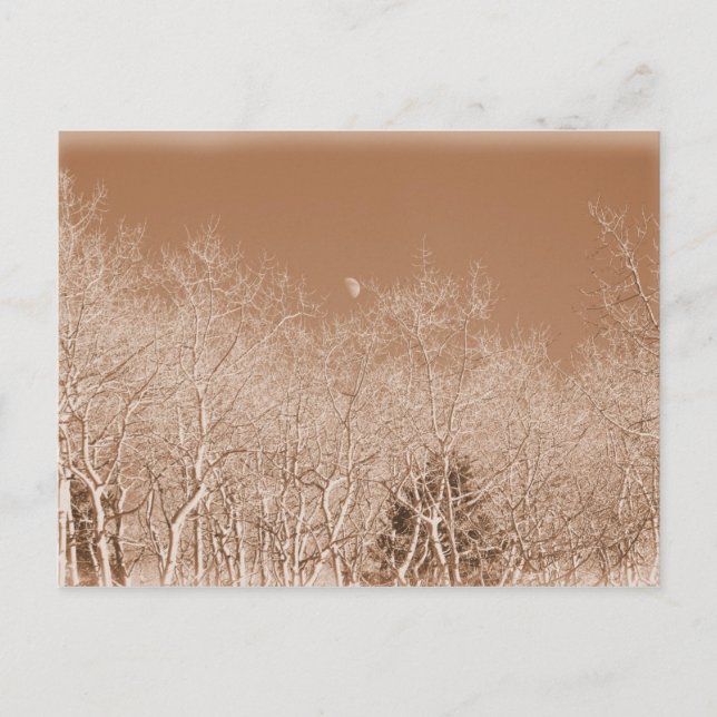 Carte postale Lune au-dessus de la forêt blanche (Devant)