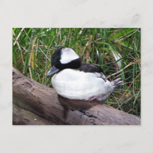Carte Postale L'Une Des Plus Petites Espèces De Canards Américai