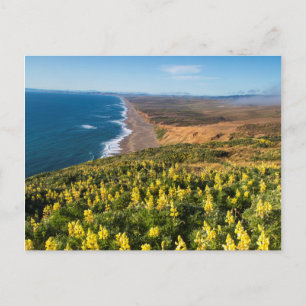 Carte Postale Lupin jaune au-dessus de la plage de Point Reyes à