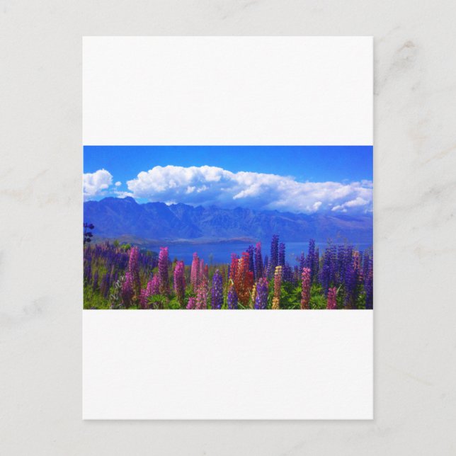 Carte Postale Lupine néo-zélandaise sur le lac Wakatipu (Devant)