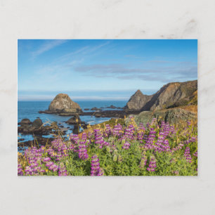 Carte Postale Lupine Wildflowers