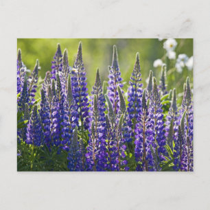 Carte Postale Lupines de printemps colorées...