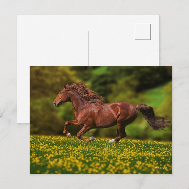 Carte Postale Lusitano De Châtaignes Courant En Coupes De Beurre (Devant / Derrière)