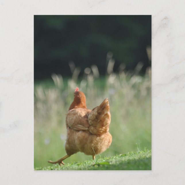 Carte Postale Lustiges Huhn Tiermotive Bauernhof Tiere (Devant)