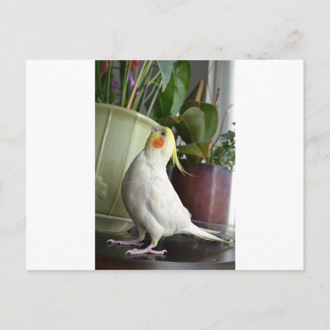 Carte Postale Lutino Cockatiel (Devant)