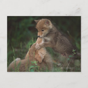 Carte Postale Lutte contre les coyotes (Canis Latrans)