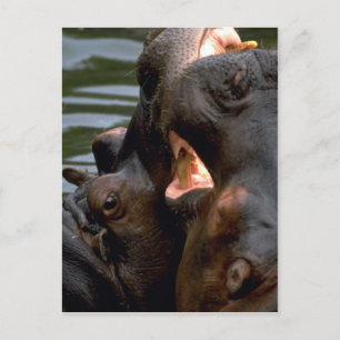 Carte Postale Lutte contre les hippopotames, Closeup