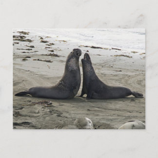 Carte postale Lutte contre les phoques éléphants