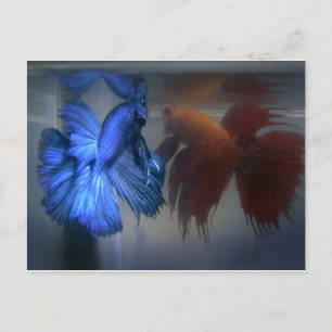 Carte Postale Lutter contre le poisson