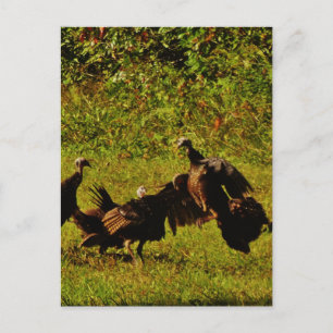 Carte Postale Lutter contre les dindes sauvages dans les montagn