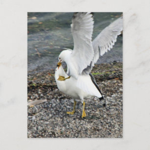 Carte Postale Lutter contre les mouettes