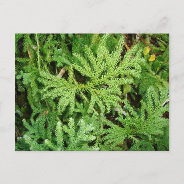 Carte Postale Lycopodium paniculatum, sud du Chili (Devant)