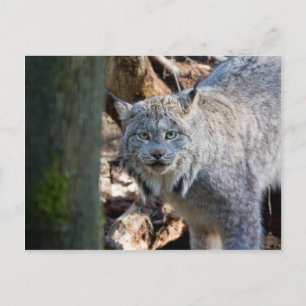 Carte Postale Lynx