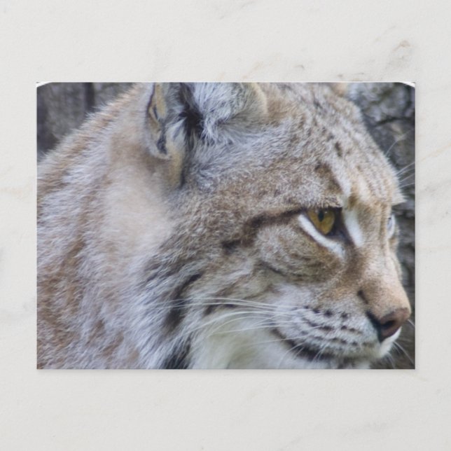 Carte postale Lynx (Devant)