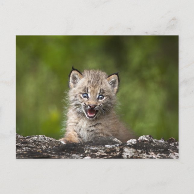 Carte Postale Lynx Bébé (Lynx Canadensis) Surplombant Un (Devant)