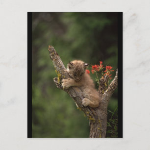 Carte Postale Lynx bébé qui grimpe