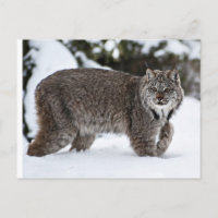 Lynx canadienne dans la neige
