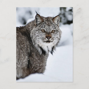 Carte Postale Lynx canadienne dans la neige
