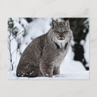 Lynx canadienne dans la neige
