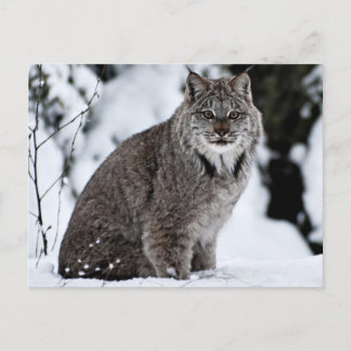 Carte Postale Lynx canadienne dans la neige