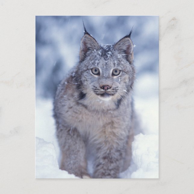 Carte Postale Lynx dans la neige dans les contreforts (Devant)