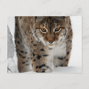 Carte Postale Lynx de neige
