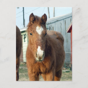 Carte Postale Lynx de Sugarman