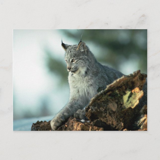 Carte Postale lynx du Canada (Devant)