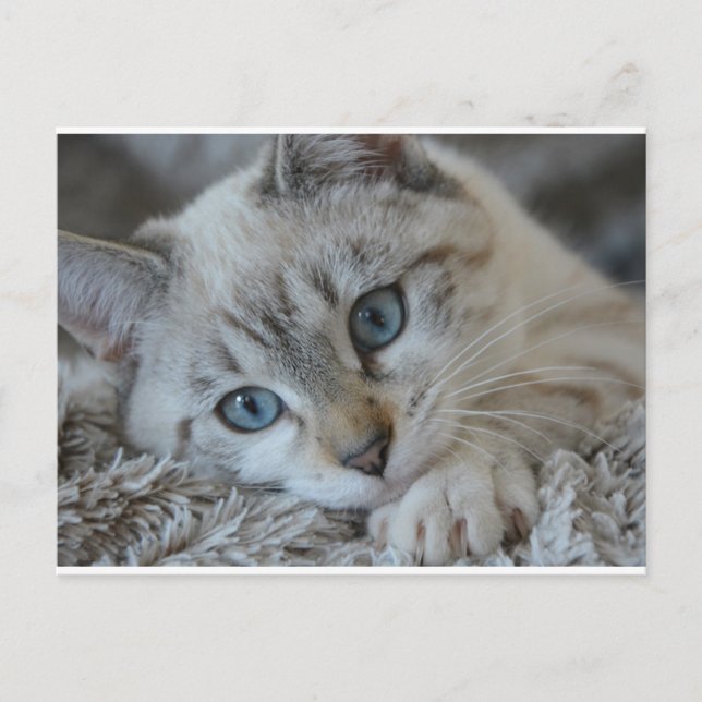 Carte Postale Lynx Point Siamese (Devant)