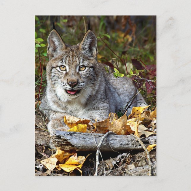 Carte Postale Lynx sibérien (Devant)