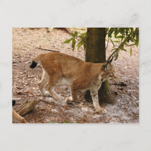 Carte Postale lynx sibérien 031