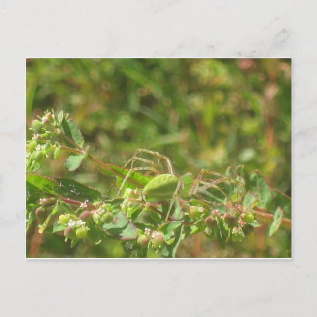 Carte Postale Lynx Spider (Devant)