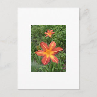 Carte Postale : Lys