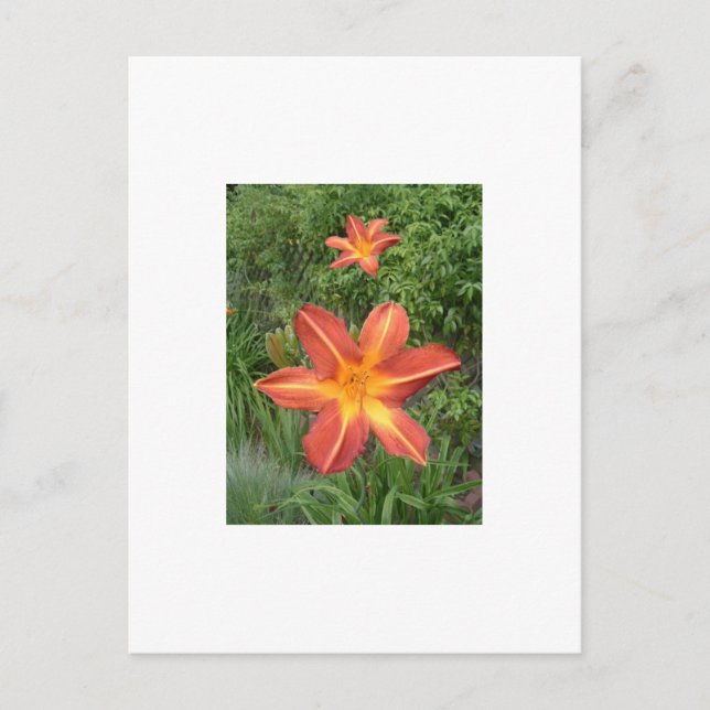 Carte Postale : Lys (Devant)