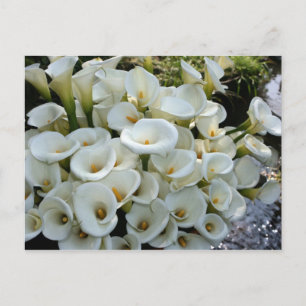 Carte Postale Lys à Calla Lily Plantation, Taïwan
