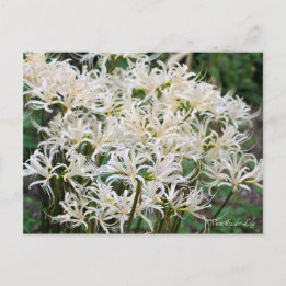 Carte Postale Lys araignée blanc ポストカード